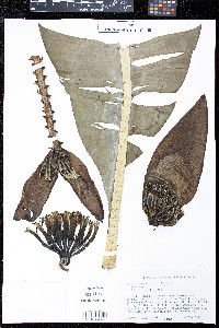 Musa sapientum image