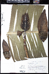 Musa sapientum image