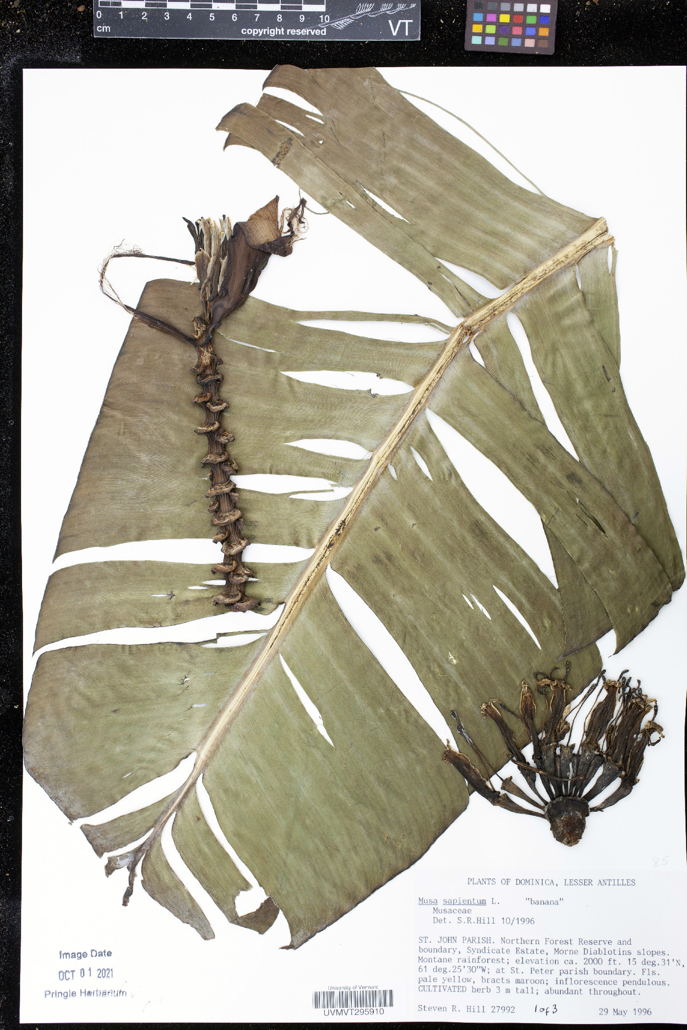 Musa sapientum image