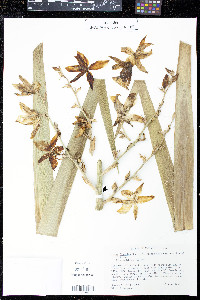 Yucca flaccida image
