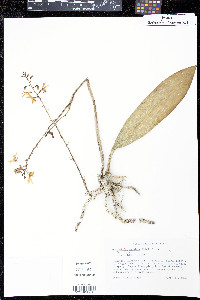 Oeceoclades maculata image