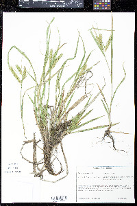 Carex schweinitzii image