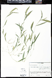 Microstegium vimineum image