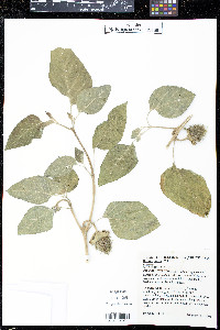 Datura innoxia image