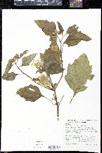 Nicandra physalodes image