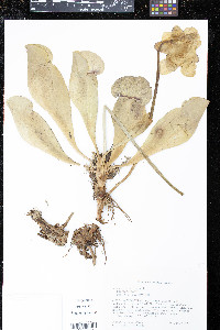Sarracenia purpurea image