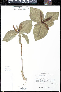 Trillium cuneatum image