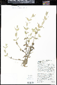 Lindernia dubia var. dubia image