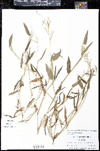 Paspalum candidum image