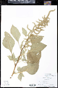 Amaranthus hybridus image