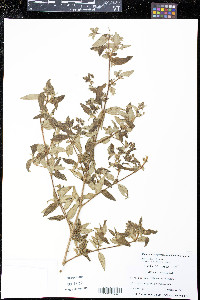 Monochaetum floribundum image