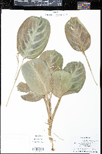 Maranta leuconeura image