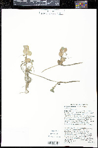 Bacopa rotundifolia image