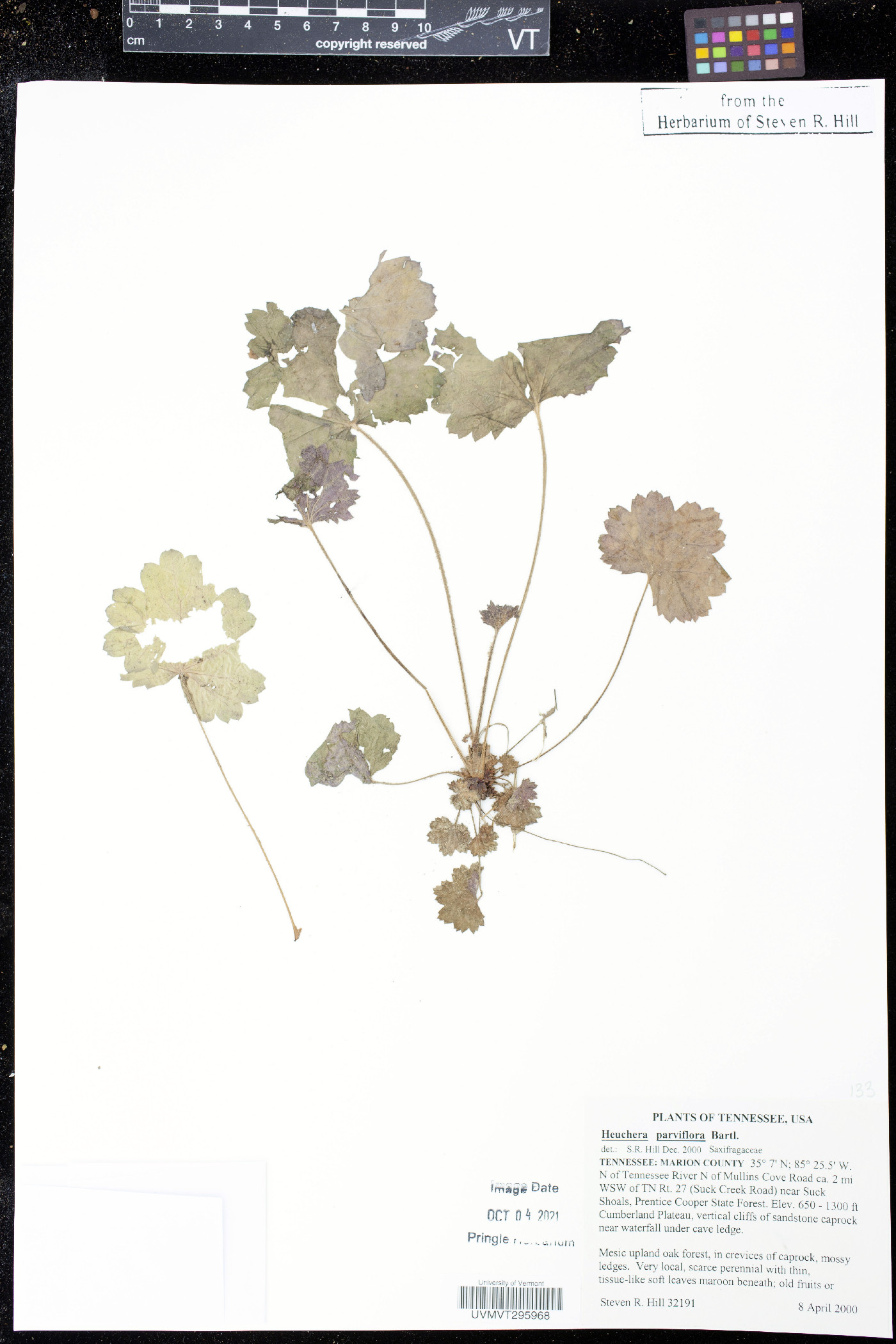 Heuchera parviflora image