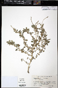 Amaranthus blitum image