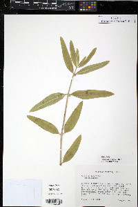 Asclepias viridiflora image