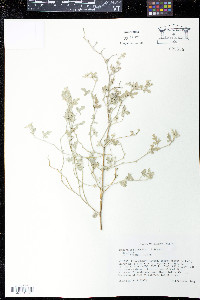 Sphaeralcea laxa image