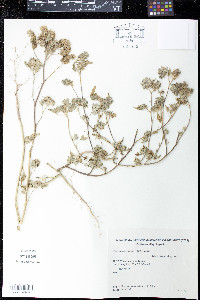 Tarasa antofagastana image