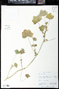 Malva parviflora image