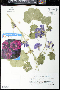 Malva sylvestris image