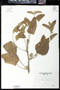 Malvastrum amblyphyllum image