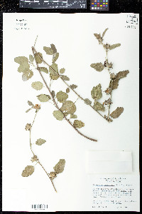 Malvastrum aurantiacum image