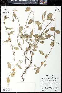 Malvastrum aurantiacum image