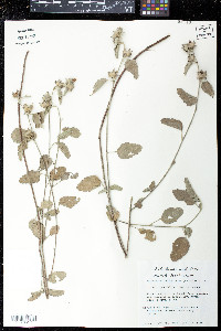 Malvastrum aurantiacum image