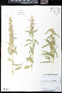 Sphaeralcea emoryi image