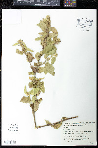 Sidastrum multiflorum image