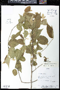 Sidastrum multiflorum image