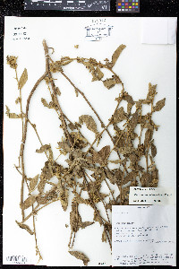 Sidastrum multiflorum image