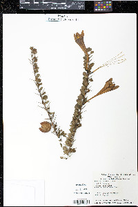 Catesbaea spinosa image