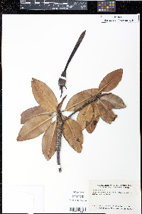 Rhizophora mangle image