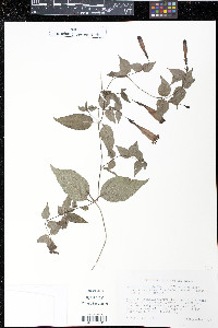 Manettia cordifolia image