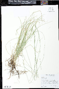 Carex retroflexa image