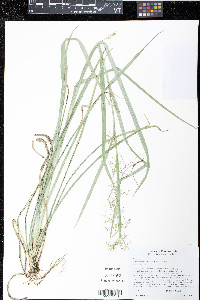 Rhynchospora miliacea image