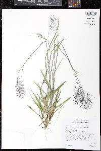 Dichanthelium chamaelonche image