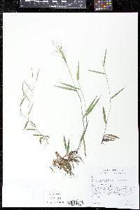 Dichanthelium portoricense image