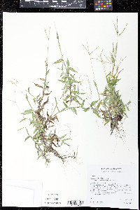 Digitaria serotina image