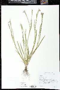 Sisyrinchium rosulatum image