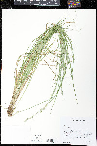 Carex longii image