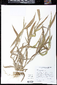 Dichanthelium scoparium image