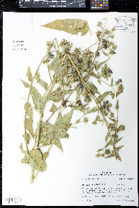 Kosteletzkya virginica image