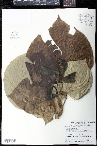 Hibiscus tiliaceus image