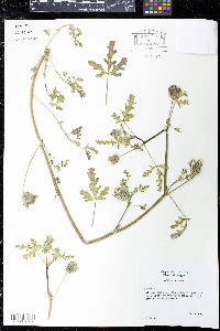 Hibiscus trionum image