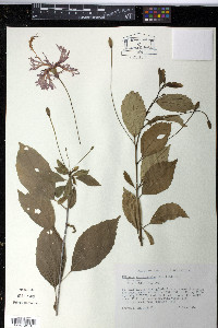 Hibiscus schizopetalus image