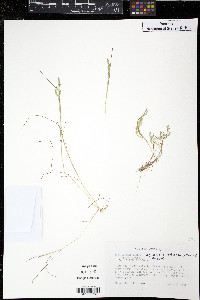 Agrostis elliottiana image