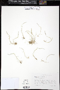 Agrostis elliottiana image