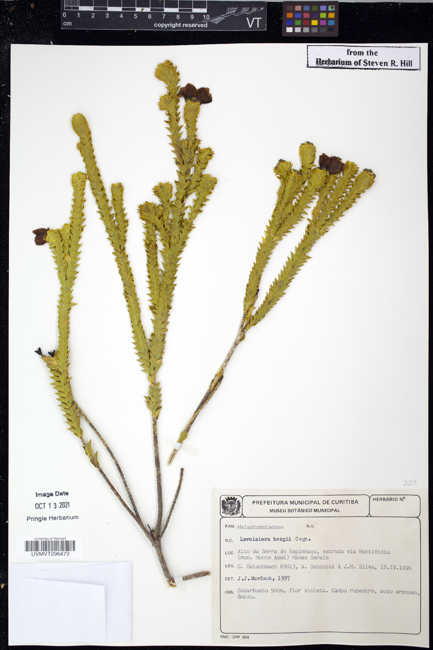 Microlicia cataphracta image